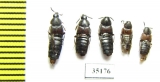 Staphylinidae sp.  Russia, Far East - INSECTS-STORE.RU