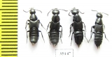 Staphylinidae sp.  Russia, Far East - INSECTS-STORE.RU