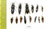 Staphylinidae sp.  Russia, Tver reg. - INSECTS-STORE.RU
