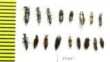 Staphylinidae sp.  Russia, Tver reg. - INSECTS-STORE.RU
