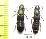 Staphylinidae sp.  Russia, Tver reg. - INSECTS-STORE.RU