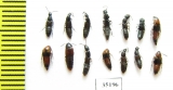 Staphylinidae sp.  Russia, Tver reg. - INSECTS-STORE.RU