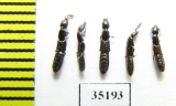 Staphylinidae sp.  Russia, Tver reg. (from Ant hill) - INSECTS-STORE.RU
