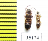 Staphylinidae sp.  Russia, Tver reg. (myrmecophilous) - INSECTS-STORE.RU