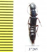 Staphylinidae sp.  South Africa Rep. - INSECTS-STORE.RU