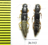 Staphylinidae sp.  Thailand - INSECTS-STORE.RU