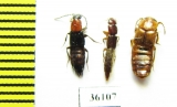 Staphylinidae sp.  Thailand - INSECTS-STORE.RU