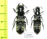 Creophilus maxillosus, pair  Russia, Tver reg. - INSECTS-STORE.RU