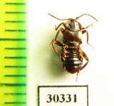 Lomechusoides strumosus  Russia, Tver reg. (myrmecophilous) - INSECTS-STORE.RU