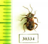 Lomechusoides strumosus  Russia, Tver reg. (myrmecophilous) - INSECTS-STORE.RU