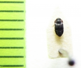 Micropeplus caelatus  Belorussia - INSECTS-STORE.RU