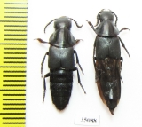 Velleius dilatatus  Russia, Tver reg. - INSECTS-STORE.RU