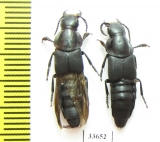 Velleius dilatatus  Russia, Tver reg. - INSECTS-STORE.RU