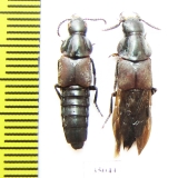 Velleius sp.  Russia, Far East - INSECTS-STORE.RU