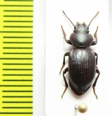 Peltolobus waterhousei  Chile - INSECTS-STORE.RU