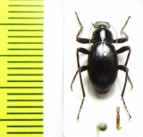 Philorea sp.  Chile - INSECTS-STORE.RU