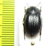 Praocis bicarinata  Chile - INSECTS-STORE.RU