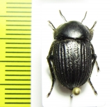 Praocis chevrolatii nigra  Chile - INSECTS-STORE.RU