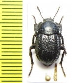 Praocis ebenina  Chile - INSECTS-STORE.RU