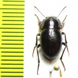 Praocis forsteri  Chile - INSECTS-STORE.RU