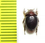 Praocis pilula  Chile - INSECTS-STORE.RU