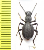 Psammetichus cekalovici  Chile - INSECTS-STORE.RU