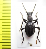 Psammetichus larraini  Chile - INSECTS-STORE.RU