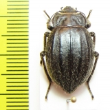 Psectrascelis costipennis  Chile - INSECTS-STORE.RU