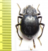 Psectrascelis crassiventris  Chile - INSECTS-STORE.RU