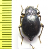 Psectrascelis pilipes  Chile - INSECTS-STORE.RU