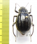 Psectrascelis pilosa  Chile - INSECTS-STORE.RU