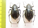 Psectrascelis pilosa, pair  Chile - INSECTS-STORE.RU