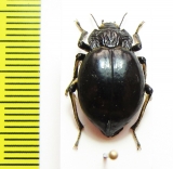 Psectrascelis rottmanni  Chile - INSECTS-STORE.RU