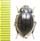 Psectrascelis similis  Chile - INSECTS-STORE.RU