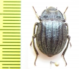 Psectrascelis strigosula  Chile - INSECTS-STORE.RU