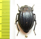 Psectrascelis subcostata  Chile - INSECTS-STORE.RU