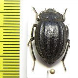 Psectrascelis subcostata  Chile - INSECTS-STORE.RU