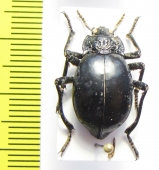 Psectrascelis subdepressa  Chile - INSECTS-STORE.RU