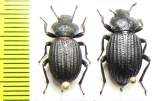 Scotobius bullatus, pair  Chile - INSECTS-STORE.RU