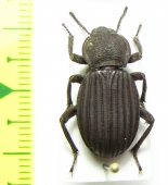Scotobius costatus  Chile - INSECTS-STORE.RU