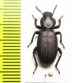 Scotobius laeviuscula  Chile - INSECTS-STORE.RU