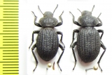 Scotobius rugosulus, pair  Chile - INSECTS-STORE.RU
