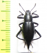 Tenebrionidae sp.  Mexico - INSECTS-STORE.RU