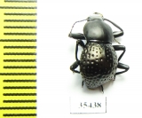 Tenebrionidae sp.  Mexico - INSECTS-STORE.RU