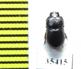 Tenebrionidae sp.  Mexico - INSECTS-STORE.RU