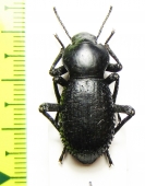 Tenebrionidae sp.  Mexico - INSECTS-STORE.RU