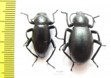 Tenebrionidae sp., pair  Mexico - INSECTS-STORE.RU