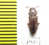 Tenebrionidae sp.  Colombia - INSECTS-STORE.RU