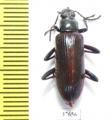 Tenebrionidae sp.  Honduras - INSECTS-STORE.RU