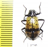 Tenebrionidae sp.  Honduras - INSECTS-STORE.RU